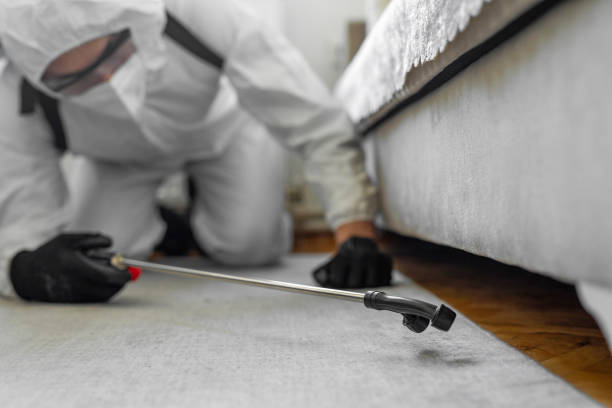 Professional Bed Bug Control technician working in Maysville, OK