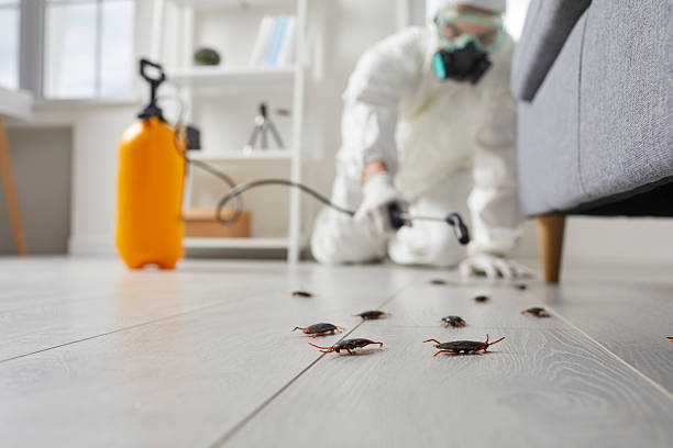Trusted Termite Control service in Maysville, OK - Nex Pest Control
